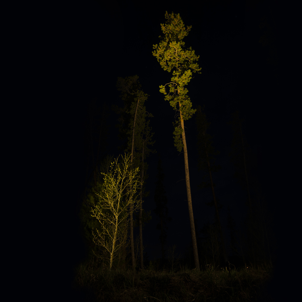 Pine Tree Lit by LED-FG1021 Directional Accent Spot Light