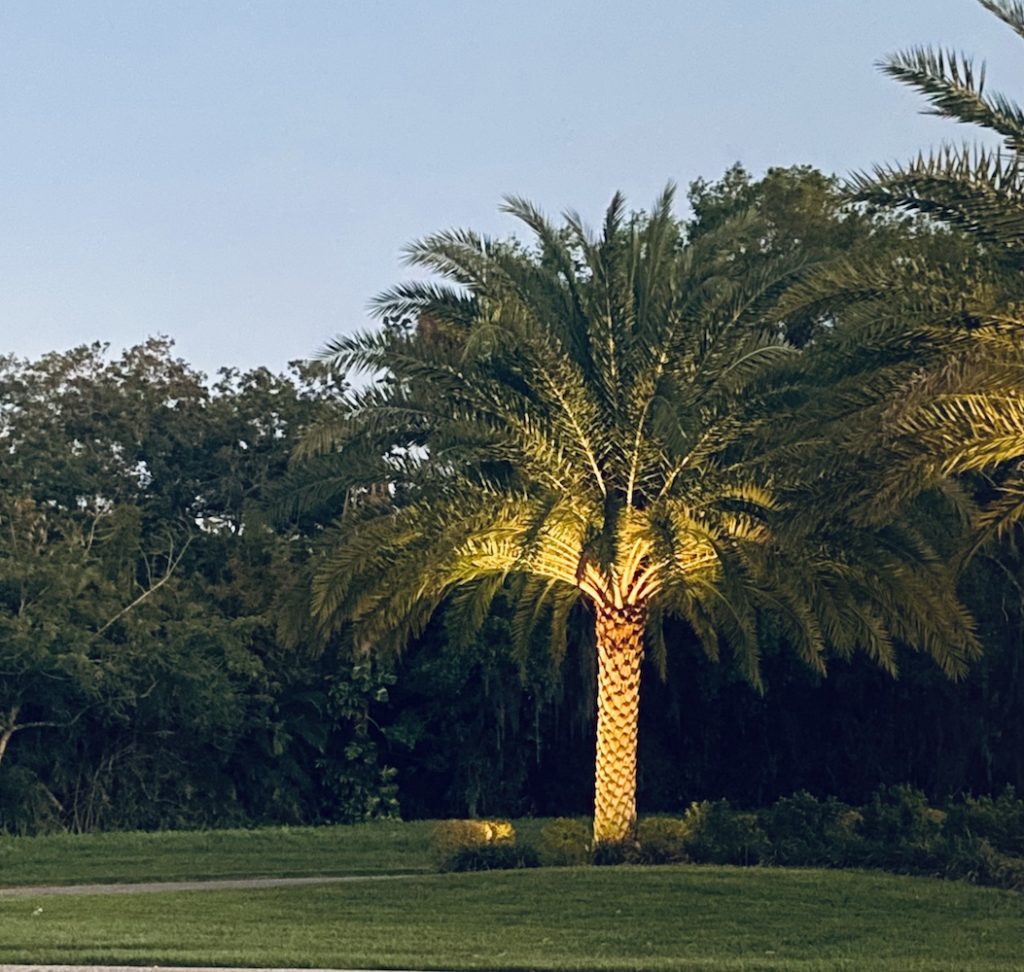 uplight palm tree